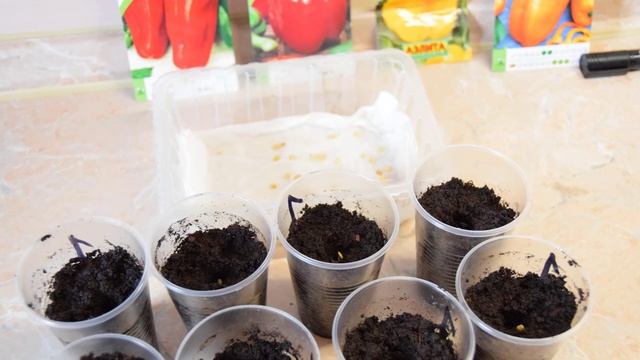 Когда сажать перец на рассаду смотреть онлайн