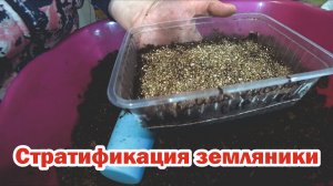 Первые посевы. Земляника