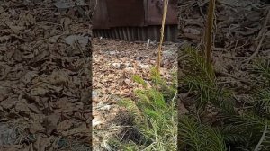 ФОРМИРУЮ ШТАМБ НА ПИХТЕ.