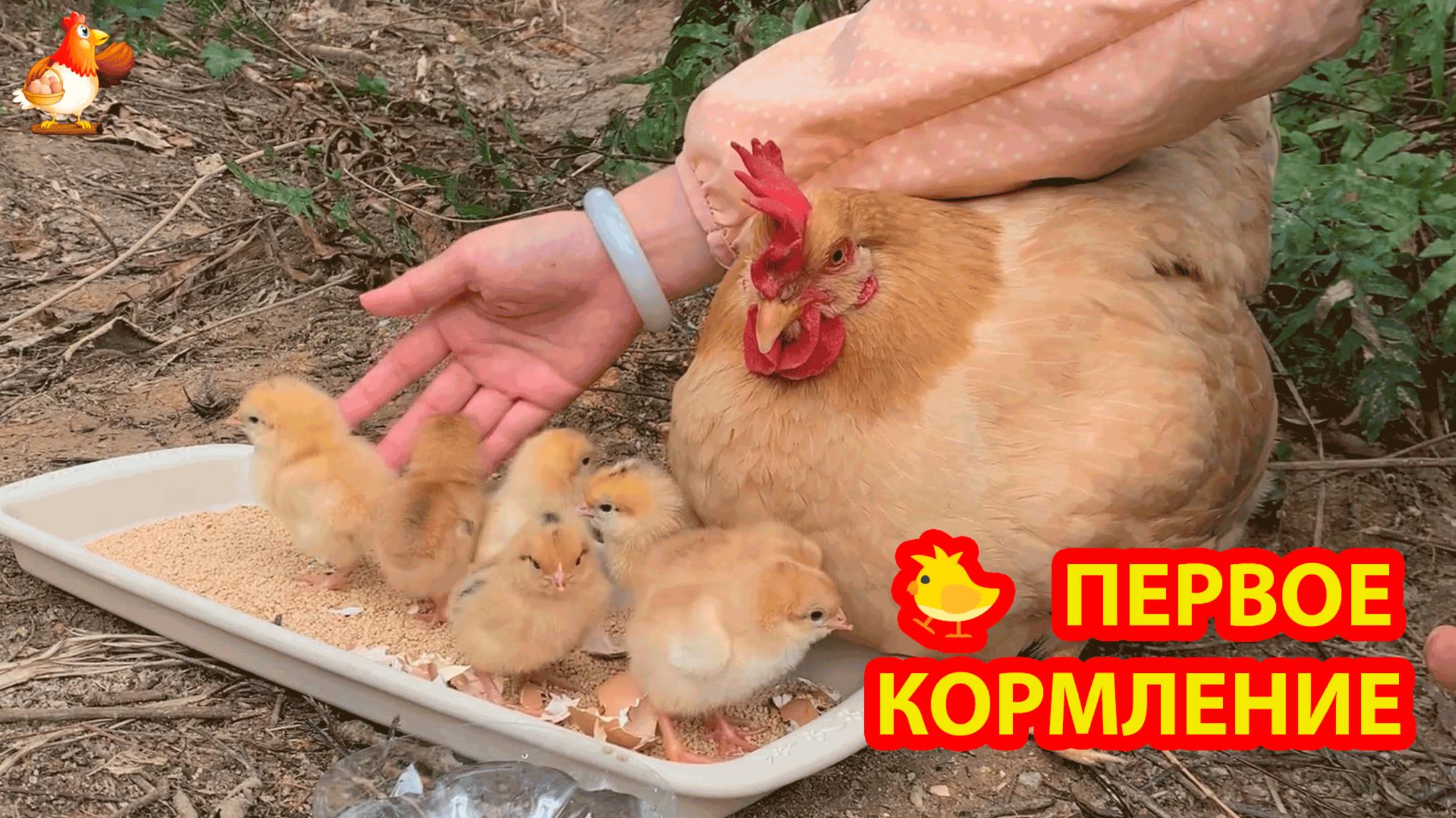 Первое кормление цыплят наседки 🐥🐥🐥 смотреть онлайн