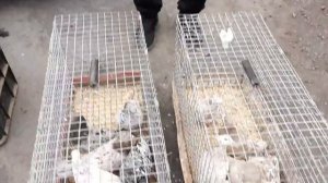 Цена голубей на птичьем рынке в Ростове-на-Дону. Ярмарка голубей в Аксае. Николаевские голуби.Pigeon