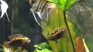 Растительный аквариум со скаляриями от Les Aquariums de Lou Dun Tawa