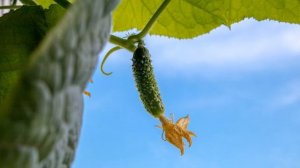 Как самому вырастить огурцы на подоконнике зимой