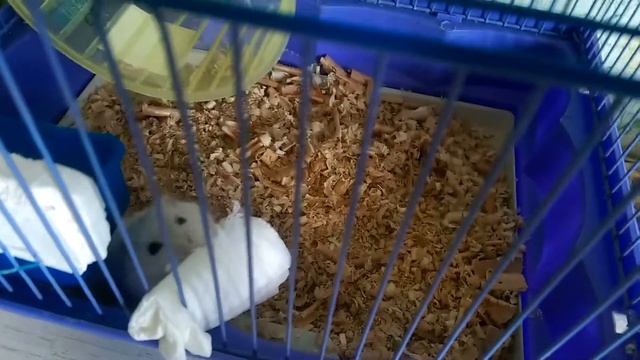 Хомяк и салфетки смотреть онлайн