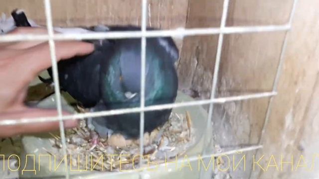 Николаевские голуби. Новости из маточника. Обзор. Nikolaev pigeons.  News from the mother liquor.
