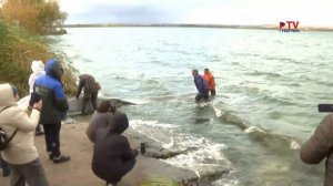 На Нововоронежской АЭС выпустили в пруд 6 тонн мальков толстолобика