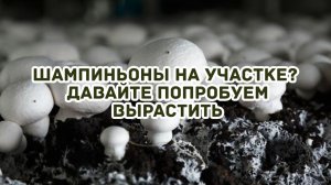 хотите богатый урожай шампиньонов?