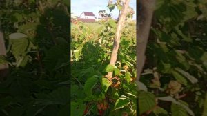 1000038023.mp4Малина