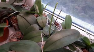 таймер-розетка от минифермера