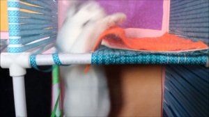 Лабиринт для кошек 😺 Кот Кожик проходит новый лабиринт 👍 LizaTube