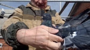 Лишние голуби на продажу. Чёрные, черномурые, мраморные. Pigeons for sale.