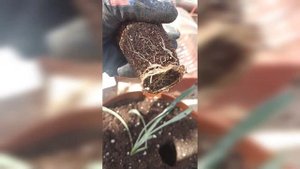 Высадка Гацании в кашпо