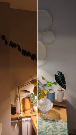 Делаем опору для растений  #diy #комнатныерастения #plants #пассифлора