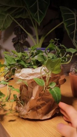 Ч.2.Три способа, как можно использовать вторсырье♻️#комнатныерастения #plants#diy