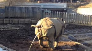 Носорог писает под фонк