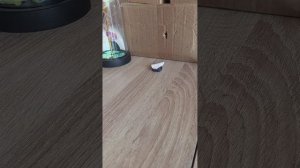 собака делает уроки