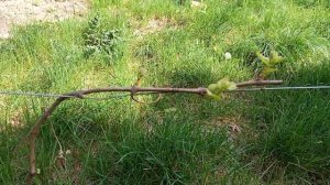 Рислинг, красностоп, мускат, совиньон, каберне, шардоне сорта распускаются на моем участке.