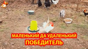 Маленький да удаленький петушок победитель ❣️🥰🤗