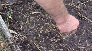 Горчица как сидерат