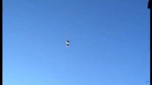 Генические голуби Николаенко С.А. 0970600497