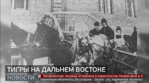 По соседству с хищником: тигры в истории Хабаровска. Новости. 23/01/2025. GuberniaTV
