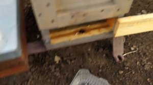 подкармливаем отводки