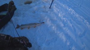 Щука. Крайний выезд 2024 года.