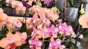 Только посмотрите ! Радужные Орхидеи  Шанелла, Легато ,Беби Динамит ,Пичес и другие