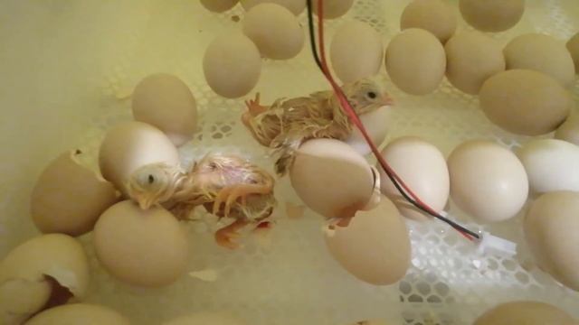Вылупление цыплят в инкубаторе.