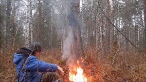 В лес за берёзовым грибом ЧАГОЙ