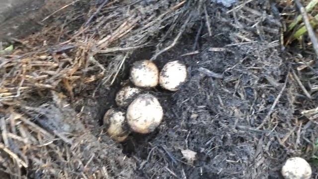 Крутейший результат! Копаю картофель - эксперимент. Удался!!! смотреть онлайн