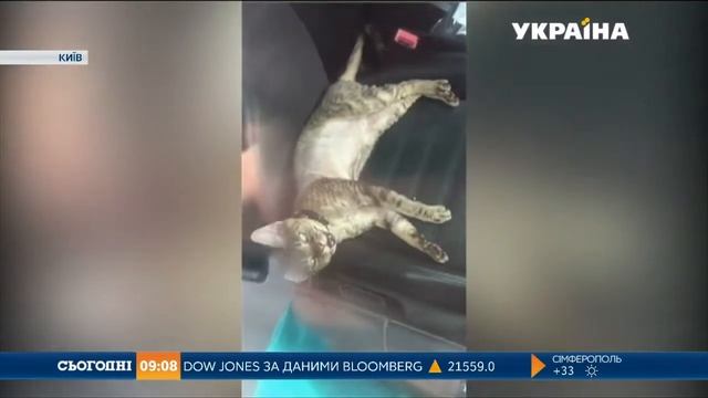 ליברמן שלום נגד אכזריות … смотреть онлайн