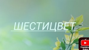 ШЕСТИЦВЕТ