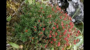 Красная щетка купить