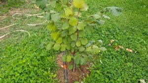 Фундук сорт Подарок Ваничевой.