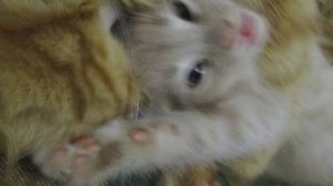мама кошка сама ещё ребёнок