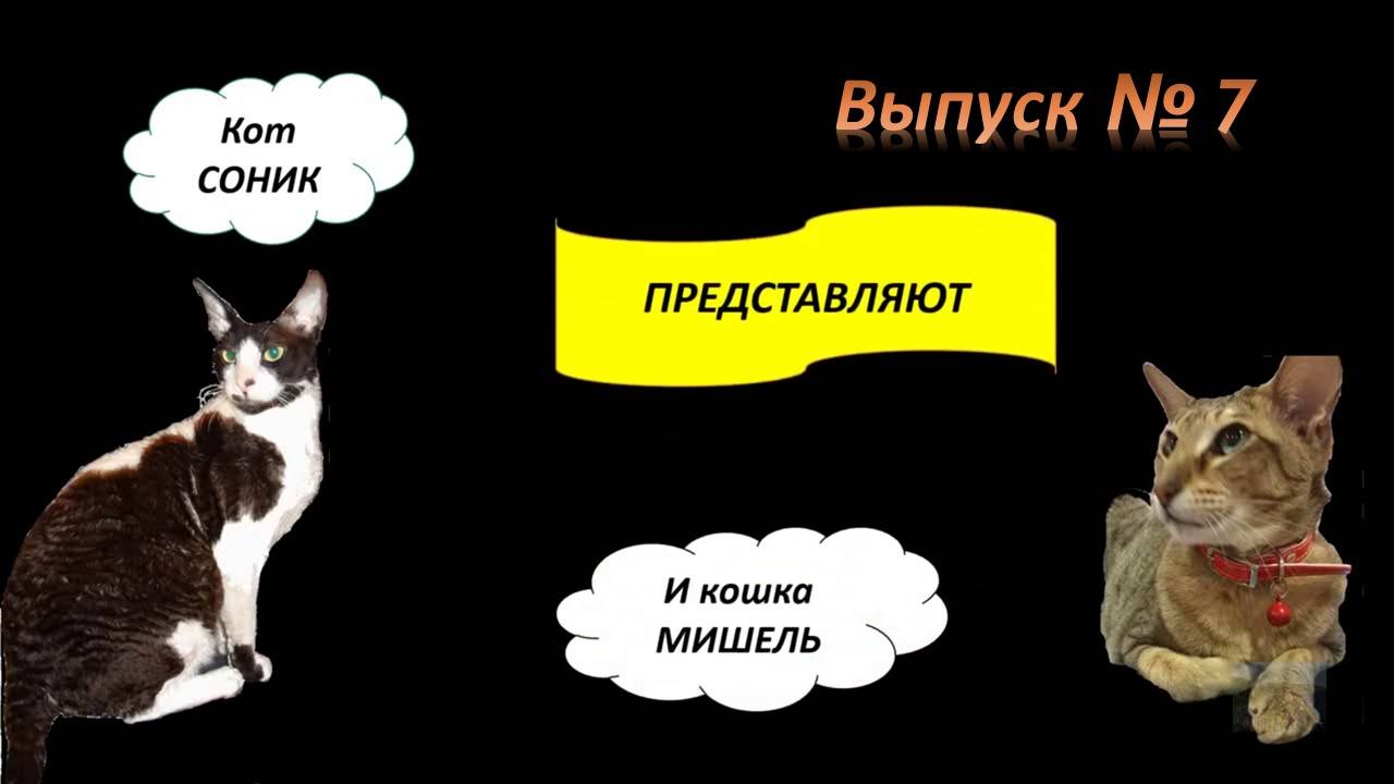 Выпуск № 7 - МИ-МИ-МЯУ!! (Pussy cat) - СОНИК И МИШЕЛЬ ПРЕДСТАВЛЯЮТ. Умилительное видео!