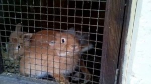 зайчик попрыгайчик