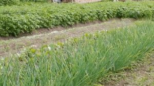 Выращивание картофеля без органических и минеральных удобрений