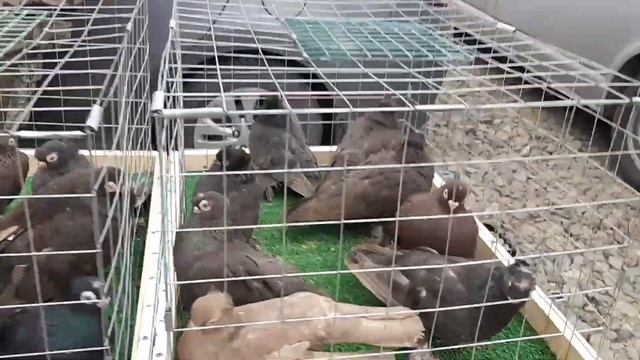 Голуби из Луганска, Целины, Аюты на ярмарке в Аксае. Узбекские бойные голуби по 5000 рублей. Pigeons