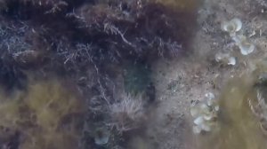 Форос 2 часть