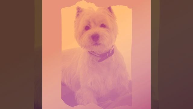 Музыка (Одинокие собаки) смотреть онлайн