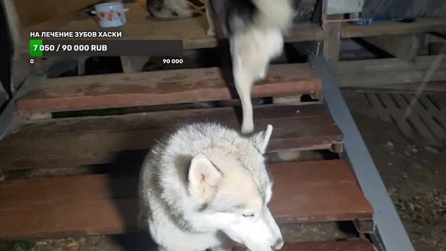 дождливое воскресение с хаски смотреть онлайн