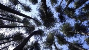 Ада Якушева. Я приглашаю вас в леса...