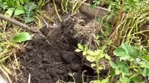 Выращивание большого урожая картофеля в грядах коробах.