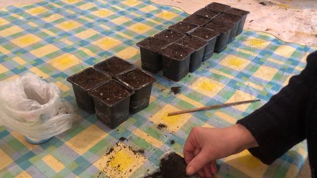 Пикировка лука порей #садсвоимируками #садоводство #рассадасвоимируками