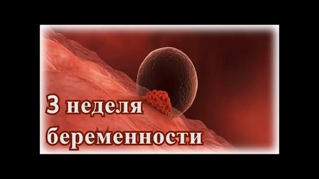 Беременность по неделям. 3 - 4 недели беременности смотреть онлайн