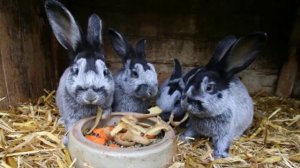 Можно ли давать кроликам сырой картофель