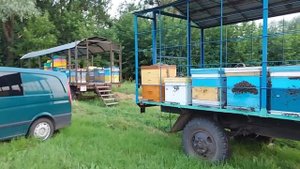 Кочевка пасеки на липу Борода из пчёл Жара на пасеке Обустройство точка