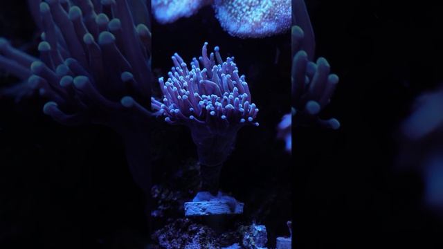 Tortuga-Chanal морской аквариум смотреть онлайн